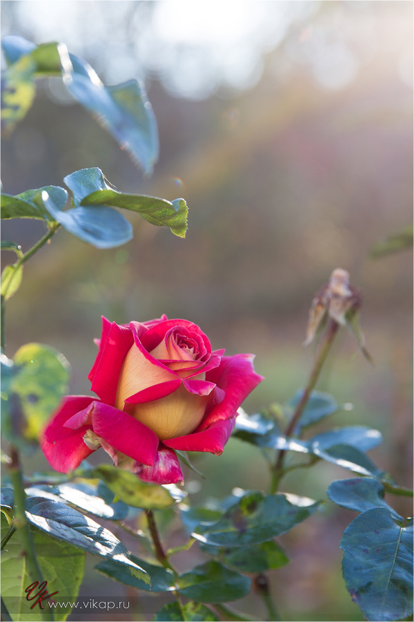 20131028 18 20 15 WED 7759