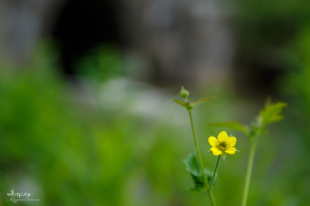 20170626 13 43 24 VIK 5132